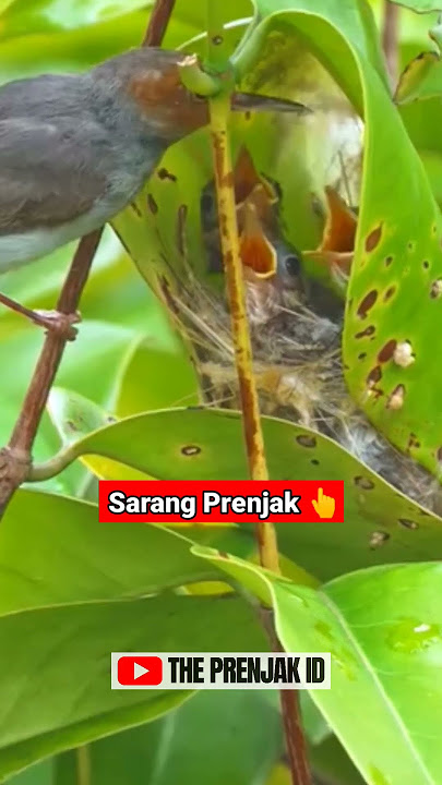 SARANG PRENJAK DI ALAM LIAR‼️‼️