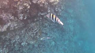 Snorkeling in Sharm El Sheikh, Red sea, Egypt. Gopro Hero 7