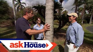 How to Plant Palm Trees | Ask This Old House
