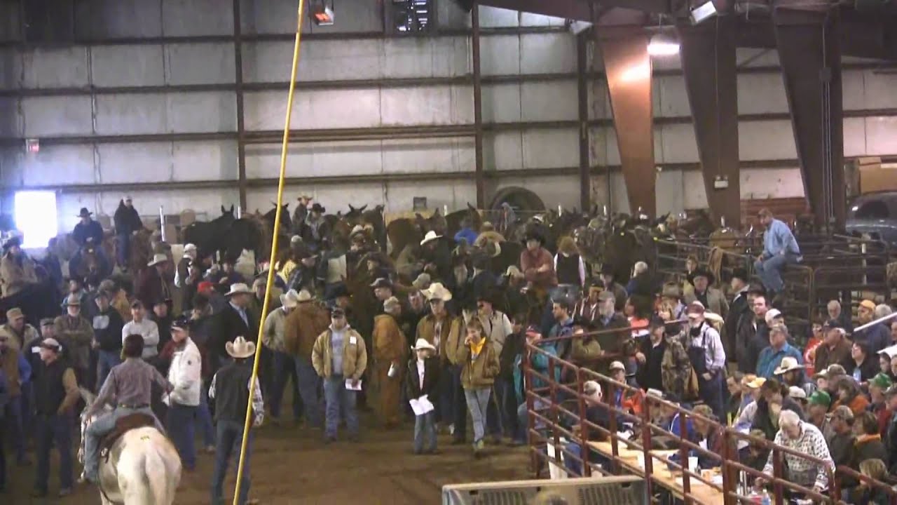 BCF.Spring.Horse.Mule.Tack.Sale.02.10.Pt.3.wmv