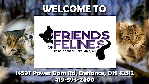 Friends of Felines Rescue Center (FFRC)