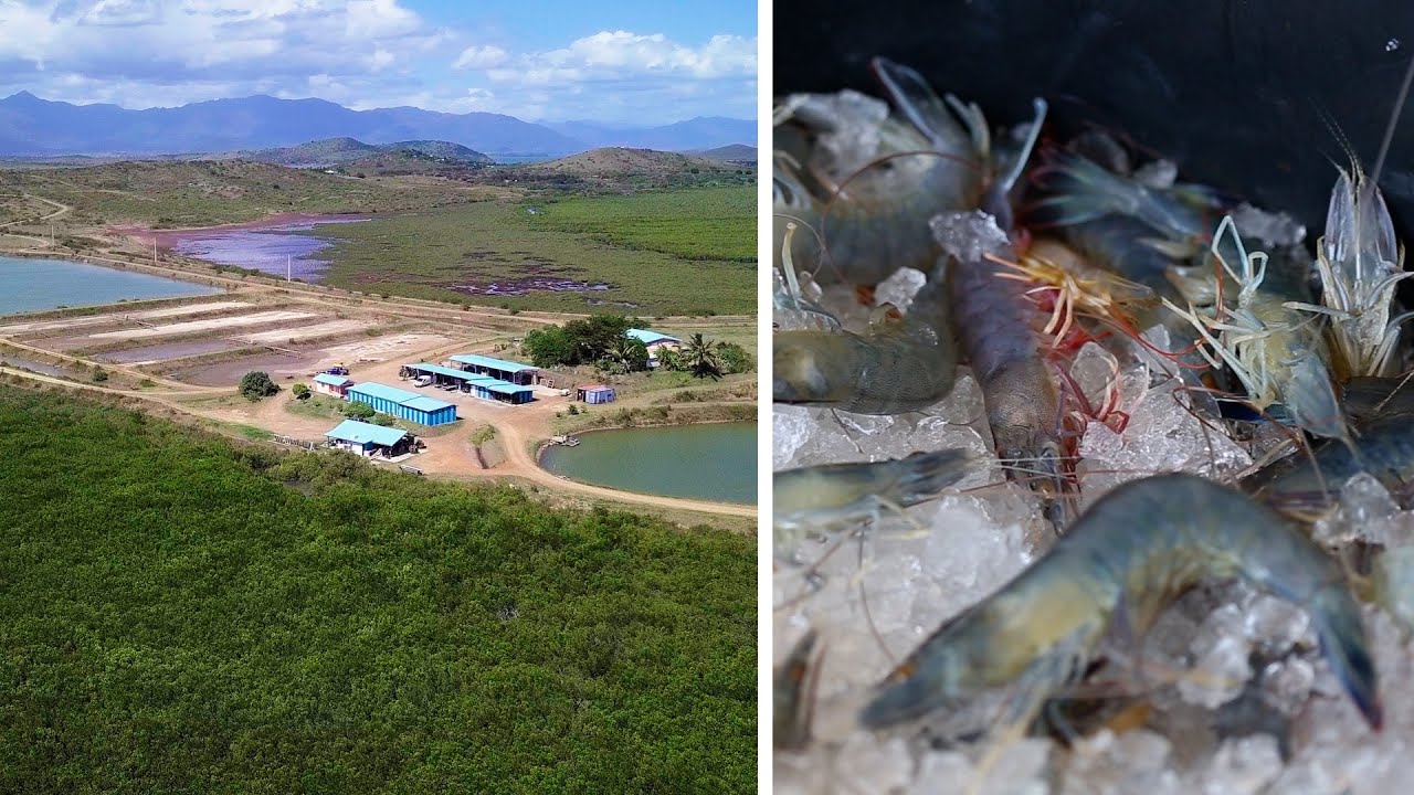 Les secrets d'un élevage de crevettes - Aigue Marine - - YouTube