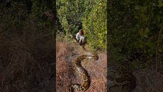 I yoinked a huge python! #wildlife#snake#reptiles#alligator#python#animals#nature#florida#shorts Details