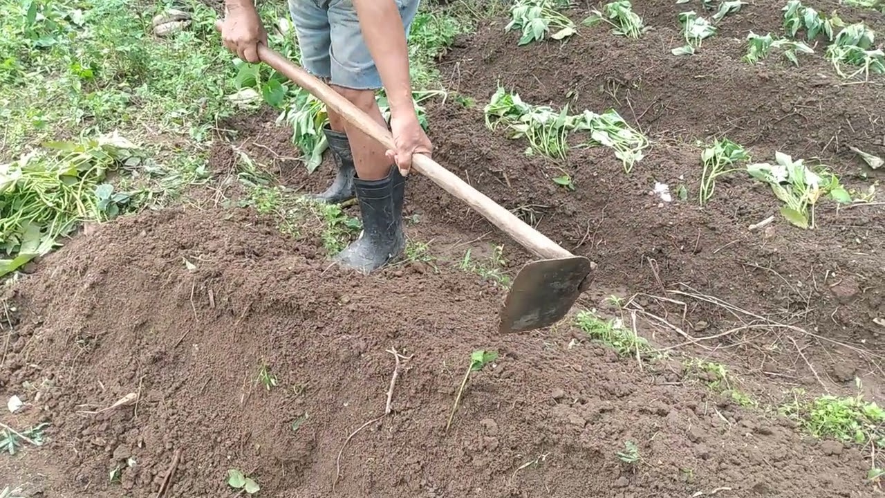 Plantação de batata doce,, parte 1