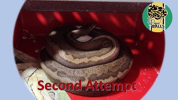 Breeding Ball Pythons; Maternal Incubation, Second Attempt