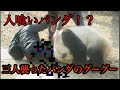 【実話】パンダが人食い？三人を襲ったパンダのグーグー