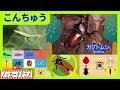 昆虫 いろんな虫 キッズアニメ＃１★子供向けアニメ★カブトムシ・クワガタ★赤ちゃん向け知育動画★Insects animation for kids