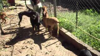 SDC13384.AVI