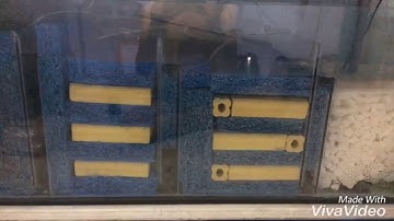 Lọc tràn dưới cho hồ chơi cá vàng và rồng