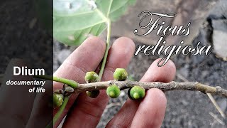 Sacred fig (Ficus religiosa)
Ficus ampelos
https://www.youtube.com/watch?v=9Pod9DxVMSY
Ficus drupacea
https://www.youtube.com/watch?v=fQfPsC4nN90
Ficus elastica
https://www.youtube.com/watch?v=GGgt1Kete1M
Ficus heteropleura
https://www.youtube.com/watch?v=3Yt33gOL070
Ficus hispida
https://www.youtube.com/watch?v=q_8wBUZRXXA
Ficus microcarpa
https://www.youtube.com/watch?v=ZwV4znzIA8E
Ficus montana
https://www.youtube.com/watch?v=O1AC5npN3o8
Ficus pumila
https://www.youtube.com/watch?v=dL1iKYy2Emw
Ficus punctata
https://www.youtube.com/watch?v=ztBub2HxdhU
Ficus rumphii
https://www.youtube.com/watch?v=x5NTMZX0baY
Ficus septica
https://www.youtube.com/watch?v=fTRe4tEGu5g
Ficus variegata
https://www.youtube.com/watch?v=gE04RMLvdcQ
#Dlium Sacred fig (Ficus religiosa) is a species of plant in the Moraceae, a large tree, up to 30 meters high, trunk diameter up to 3 meters, heart-shaped leaves with elongated drop tips, up to 30 cm long, up to 20 cm wide and leaf stalks up to 10 cm long.
F. religiosa has small fruit 1-1.5 cm wide, green, purple to black when ripe. Strong trunks submerged in floodwaters. This species grows at elevations of 10-1500 meters, temperatures from 0-35, various types of soil to rock crevices, but prefers alluvial sandy loam soil.
Kingdom: Plantae
Phylum: Tracheophyta
Subphylum: Angiospermae
Class: Magnoliopsida
Order: Rosales
Family: Moraceae
Tribe: Ficeae
Genus: Ficus
Species: Ficus religiosa
Arabic: أثأب الهند - تين المجوس - تين الأصنام - فيكس لسان العصفور
Chinese (simplified): 菩提树
Chinese (traditional): 菩提樹 - 畢缽羅
Czech: Fíkovník posvátný
Danish: Helligt Figentræ
Dutch: Bodhiboom
English: Sacred fig, Bo Tree, Tree Of Enlightment, Peepal
Estonian: püha viigipuu
Finnish: Temppeliviikuna
French: Figuier des pagodes, Heilige Feige, Heiliger Feigenbaum, Indischer Pepulbaum
German: Pappelfeige
Hebrew: פיקוס קדוש
Hindi: पीपल
Hindi English: Peepal
Indonesian: Pohon Bodhi
Japanese: インドボダイジュ - テンジクボダイジュ
Korean: 보리수
Marathi: पिंपळ
Polish: Figowiec pagodowy
Portuguese: Figueira religiosa
Russian: Фикус священный
Sanskrit: Pippala
Santali: ᱦᱮᱥᱟᱜ - ᱡᱟᱢᱲᱚ ᱦᱮᱥᱟᱜ
Sinhala: ඇසතු
Slovak: Figovník posvätný
Spanish: Amate sagrado
Swedish: Tempelfikus
Thai: โพ
Ukrainian: Фікус священний
Vietnamese: Bồ đề
Austria: Heilige Feige, Heiliger Feigenbaum, Indischer Pepulbaum, Pappelfeige
Estonia: püha viigipuu Estonian
Hong Kong: 菩提樹
Macao: 菩提樹
Maharashtra: पिंपळ
Taiwan 菩提樹
Learn more: https://www.dlium.com/2024/07/sacred-fig-ficus-religiosa.html
Location: Pakisaji, Malang Regency, East Java Province, Indonesia.
Aryo Bandoro
Dlium TheDlium
Web: https://www.dlium.com Sacred fig (Ficus religiosa)