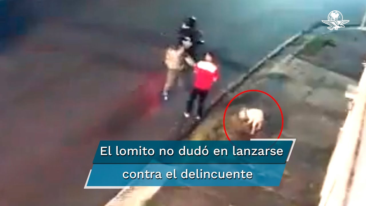 Perrito salva a su dueño de ser asaltado, pero le terminan amputando una pata