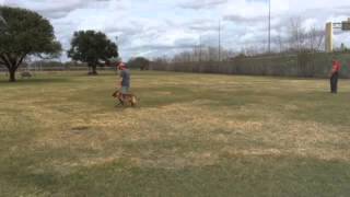 #stealthk9  Riddick  working on control
