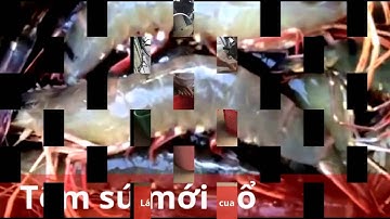 Lội vuông đặt lú bắt Tôm Sú, Cua Biển ở cà mau - Cuacamauhd.com