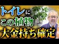 【開運】トイレにこの植物を置くだけで金運爆上がり！運気が上がる観葉植物について徹底解説