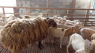 The Biggest Awassi Sheep Stud For Breeding in Farm | Sheep Farming in village