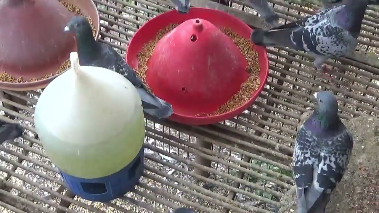 Columbofil dl Nicu Bizdrigheanu Urziceni Romania pui porumbei de vanzare 18 octombrie 2025