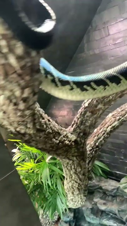 Witness the stunning beauty of a 12-foot python as she glides ...
