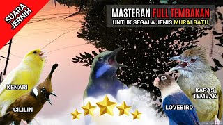 Masteran Murai Batu Full Tembakan #MasteranMurai