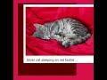 Zacnary - Silver Cat Sleeping on Red Textile (EP)