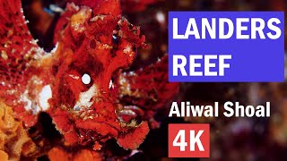 Landers Reef - 4K Scuba Diving - Aliwal Shoal, South Africa