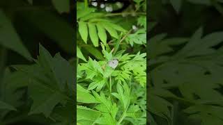 Download Lagu #viral  #nature  #insects #viralreels #garden #viralvideo #song #ktv #greenscreen #butterfly MP3
