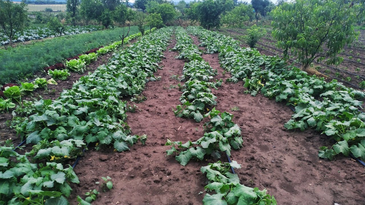 Tarlada Sırık Salatalık Çeşidi (Oturak Yetiştirme)