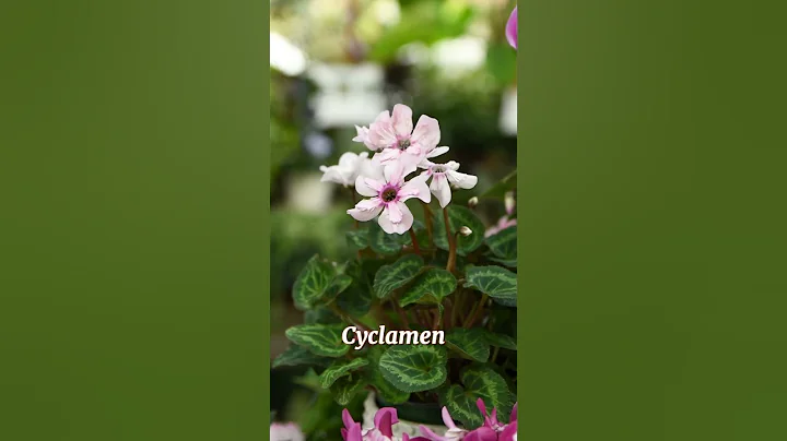 Caring for Your Cyclamen Year-Round!