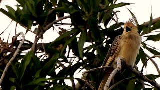 Bird Guira Cuckoo Vocalizing guira Guira Anubranco Rabodepalha Warning The Most Careless