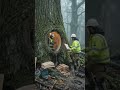 Ancient Hollow Tree Discovery...!! #bunker #contructions #engineering #underground #aishorts