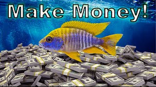 How to Make Money in Fish-Keeping Without Breeding Fish! screenshot 3