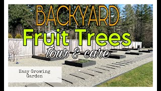 Backyard Fruit Tour and How I Treat For Fungal Disease