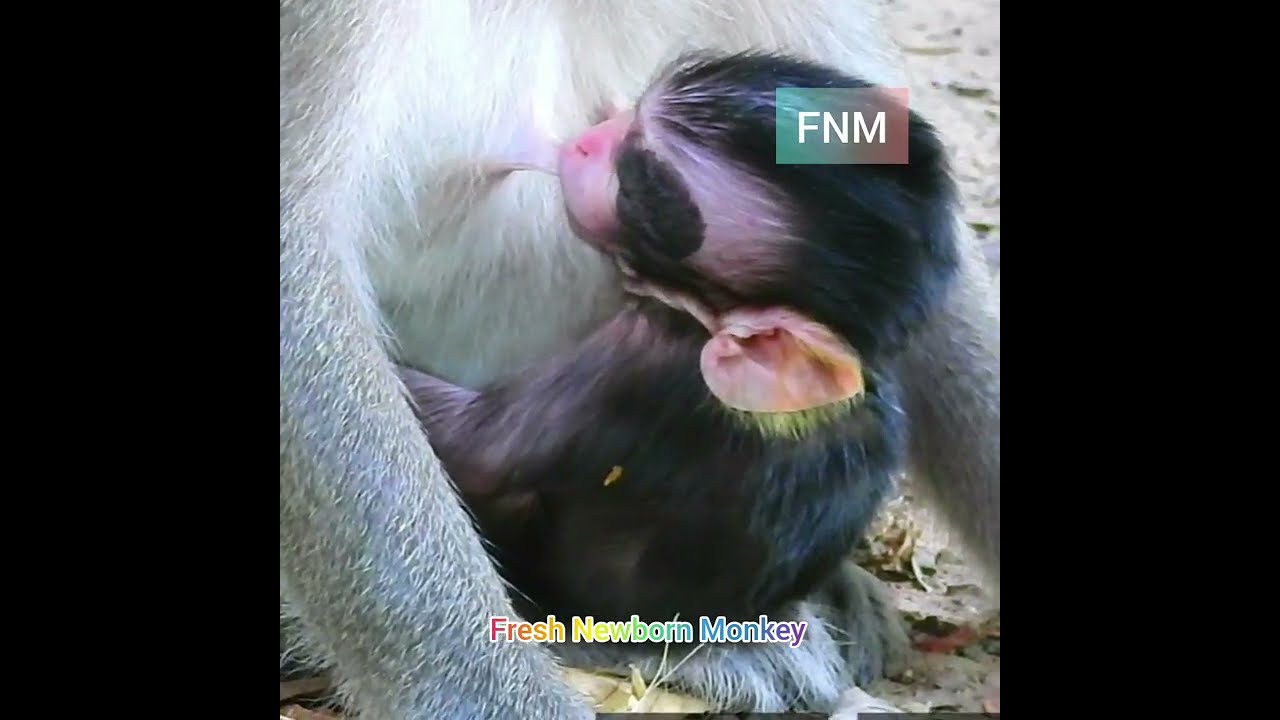 Newborn Shiloh try &try for milk, Black Birth Mark baby monkey, Fresh Newborn Monkey 2433