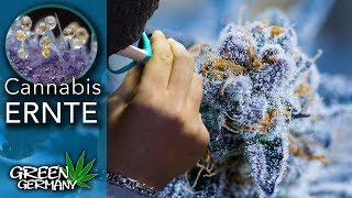Cannabis ERNTEN - Wann, Wie & Was dann?!