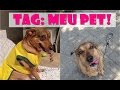 Tag: Meu Pet, minha cachorra amanda Yuki!