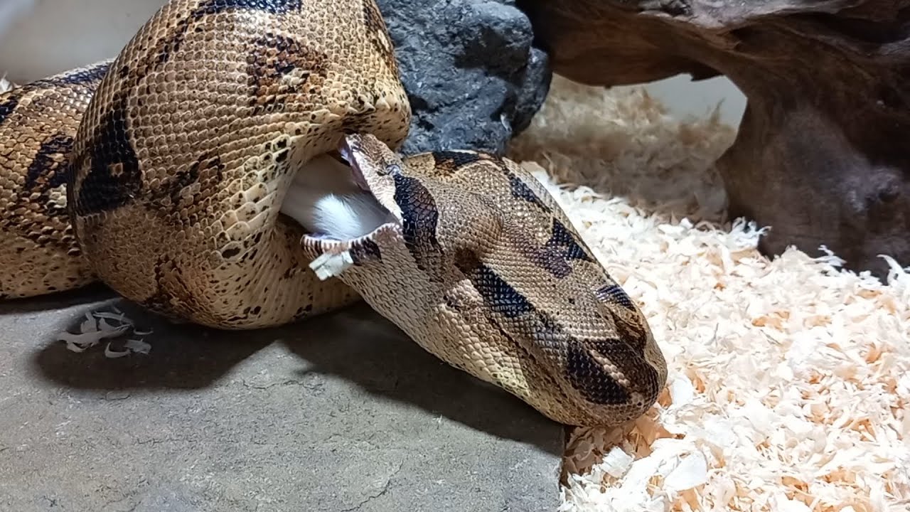 Photo inspiration: Boa Constrictor Feed Desta Boa Demolishing Rat Incredible Feeding Photo Inspiration