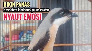 toet toet suara cendet gacor Di PAGI HARI sangat efektif buat Pancingan cendet diam agar cpt bunyi