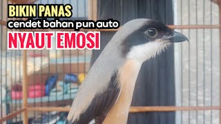 toet toet suara cendet gacor Di PAGI HARI sangat efektif buat Pancingan cendet diam agar cpt bunyi