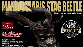 Unboxing video of the complete Mandibularis stag beetle (red and