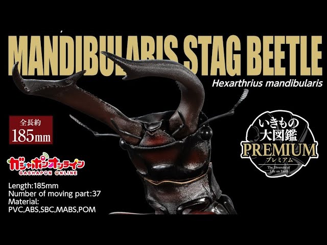 訳アリ確認用。マンディブラリス Unboxing video of the complete Mandibularis stag beetle (red and
