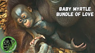 Unconditional Motherly Love For Baby Orangutan 