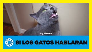 Si los gatos hablaran