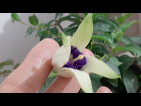 Video: Çuha çiçeği ile ilgili sorunlar - Primula Hastalığı Sorunları ve Zararlıları Hakkında Bilgi Edinin