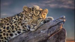 Tony Anderson. Grace (HD 1440)