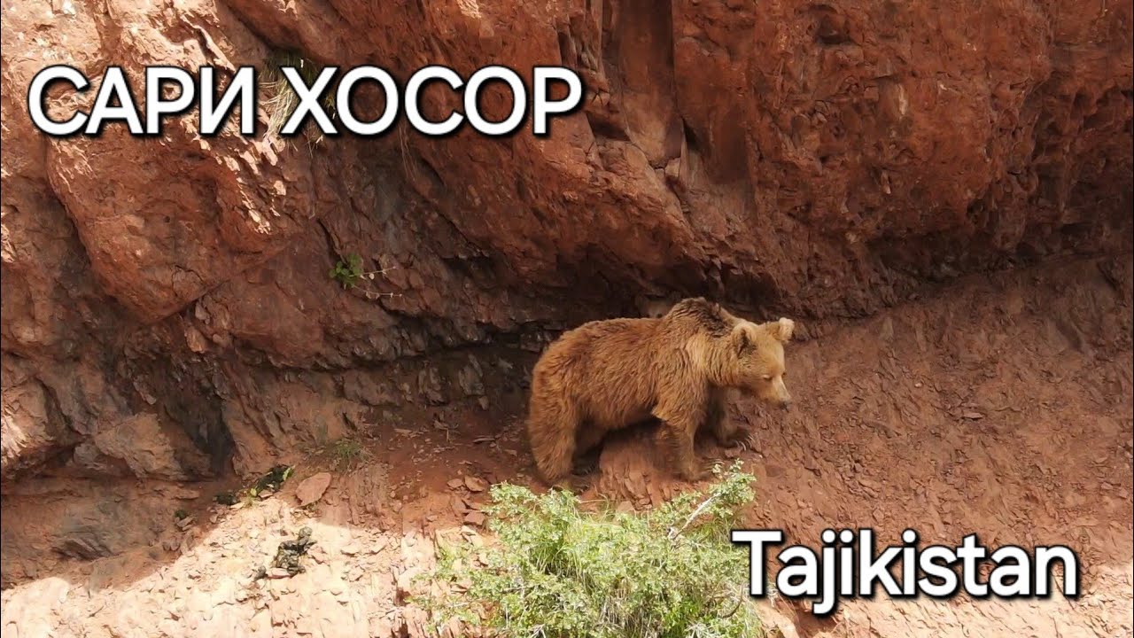 БАЛҶУВОН-САРИ ХОСОР-ТОҶИКИСТОН / BALJUVAN-SARI KHOSOR-TAJIKISTAN