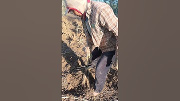 Cara Panen  singkong Yang Benar #shorts #bertani #singkong #farming #berkebun #dharmayasaberkarya