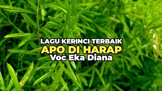 Lagu Kerinci Terbaik APO DI HARAP || Voc Eka Diana