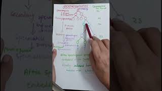 Spermetogenesis class 12 Neet spermiation spermiogenesis shorts biology