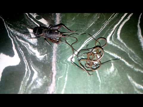 parásitos morgellons parásitos morgellons