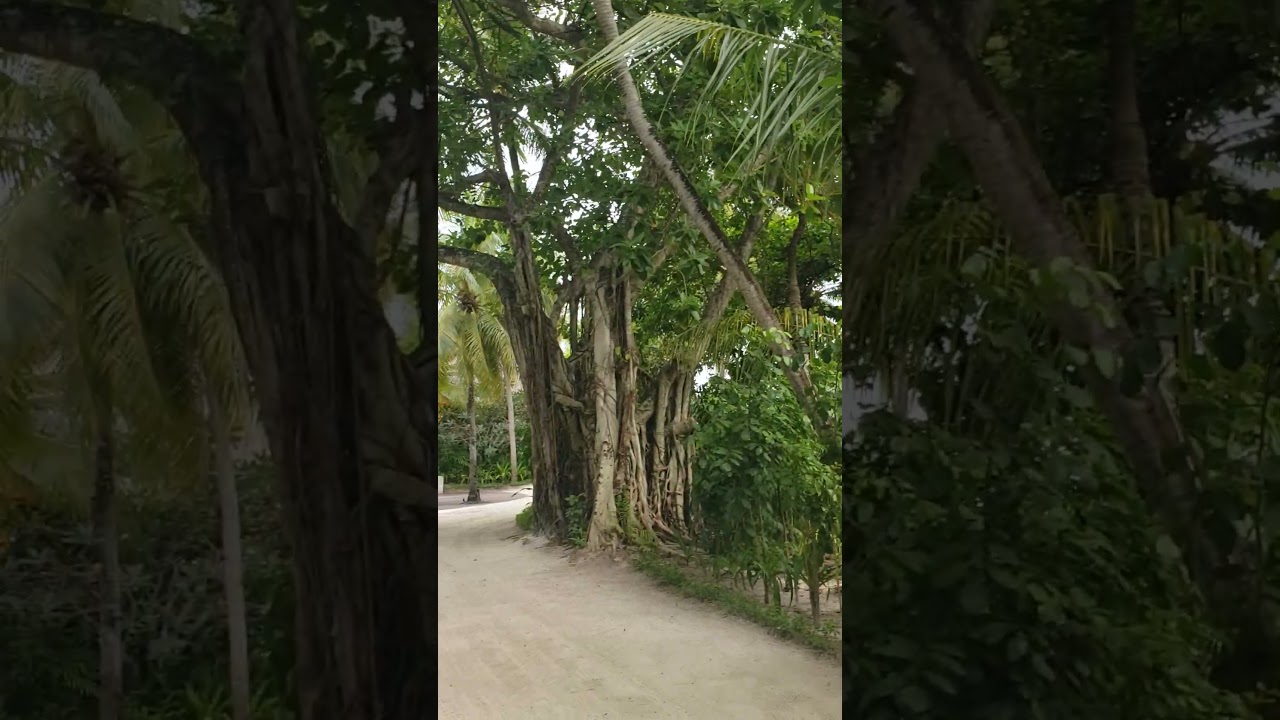 Tropical Pathways & Lush Surroundings | W Maldives Beach Villas, May 2025 