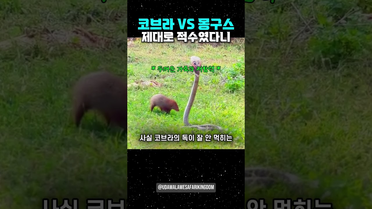 코브라 VS 몽구스 제대로 적수였다니...